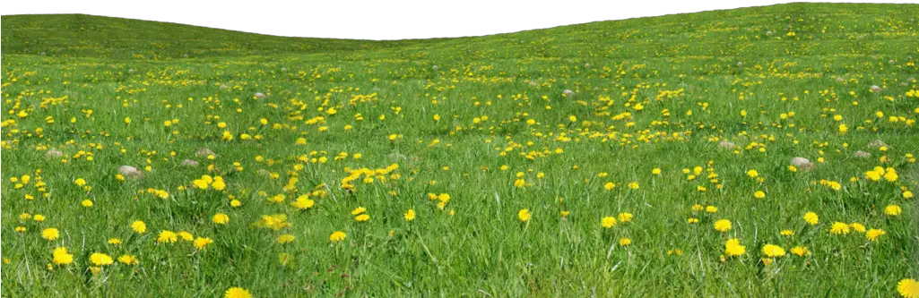 field grass flowers Png Grass And Flowers