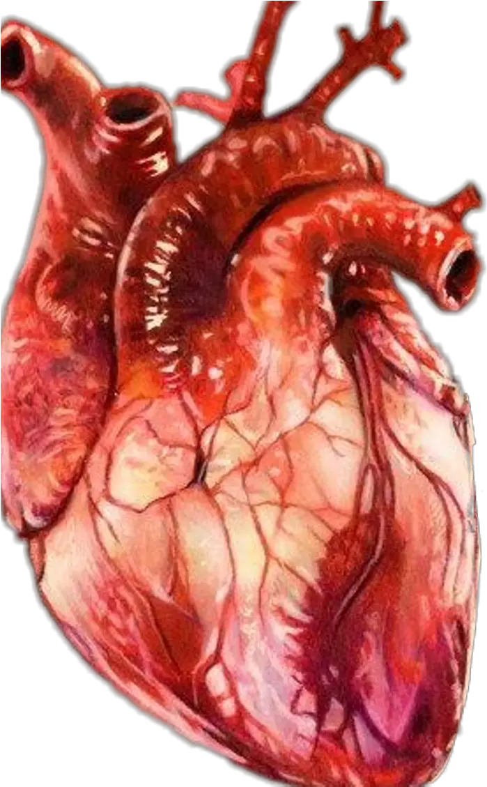 Realistic Download Free With Realistic Human Heart Drawing