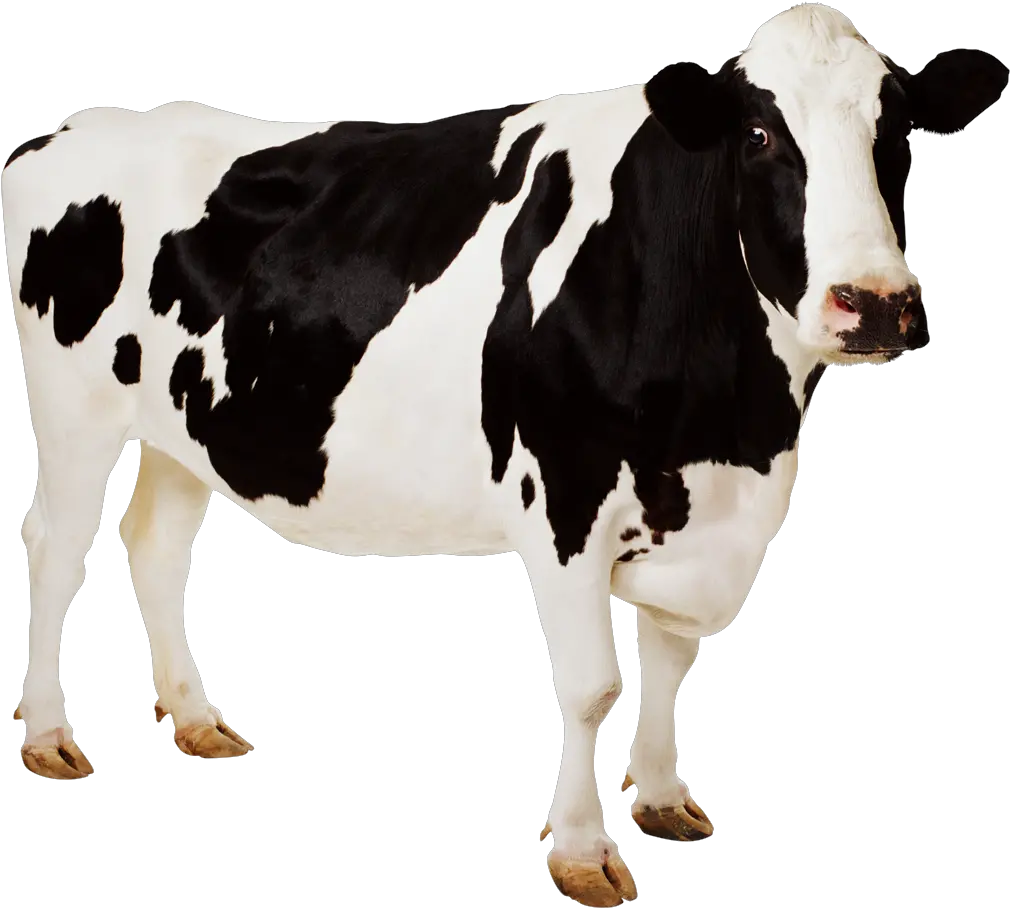 Cow Png