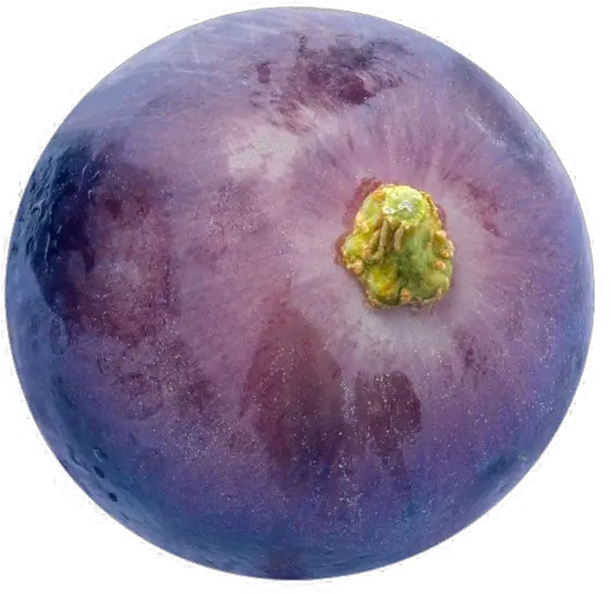 Grapes Png Hd Quality Single Purple Grape Png