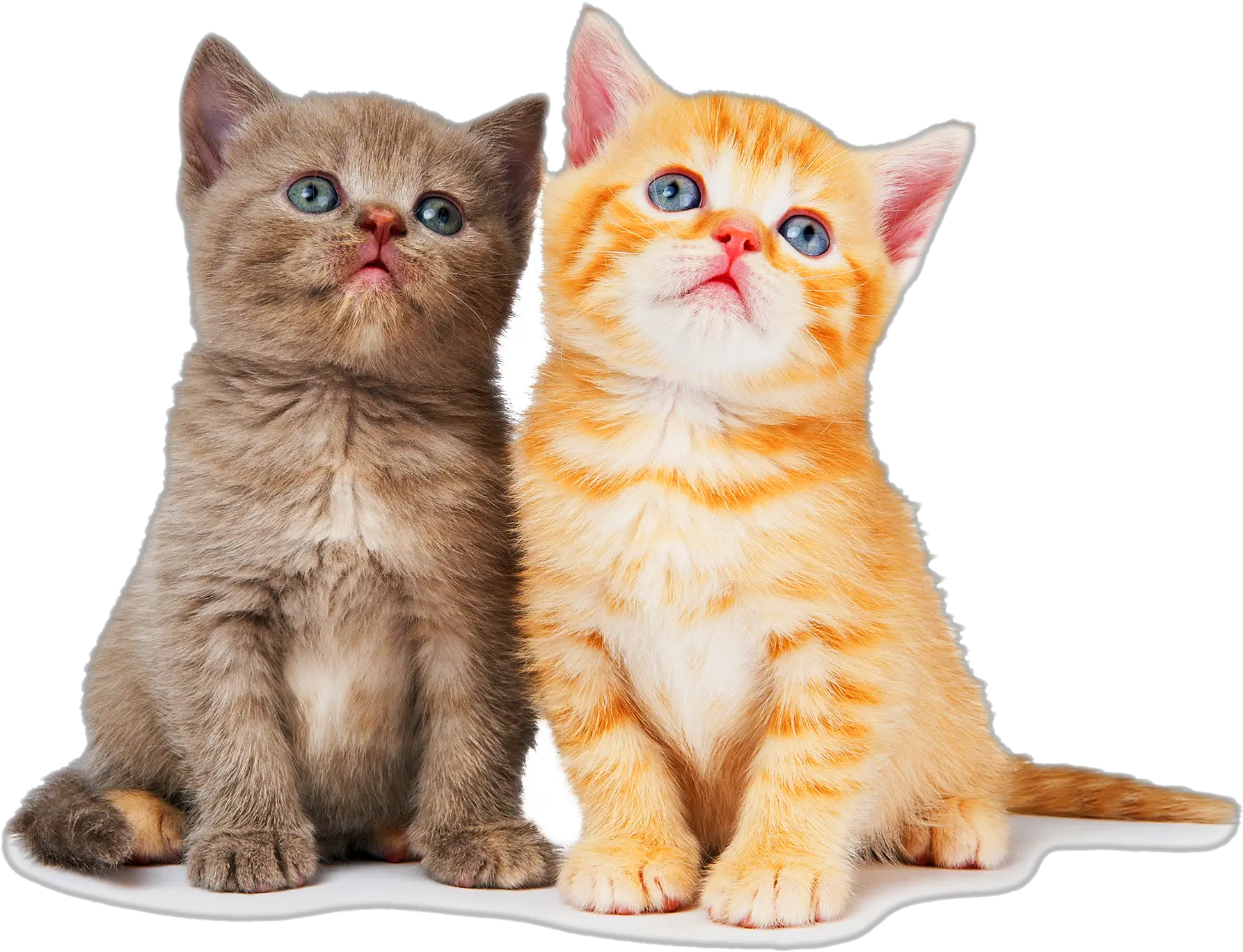 Transparent Kitten Png Cat Picture Transparent Background
