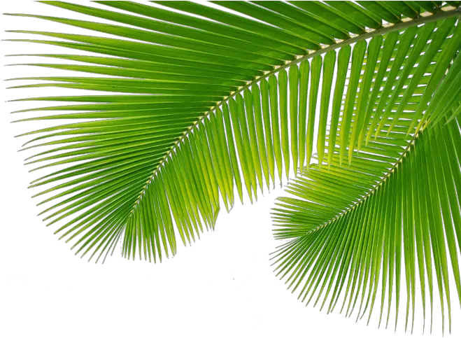 Palm Branch Png Palm Leaves Png Transparent