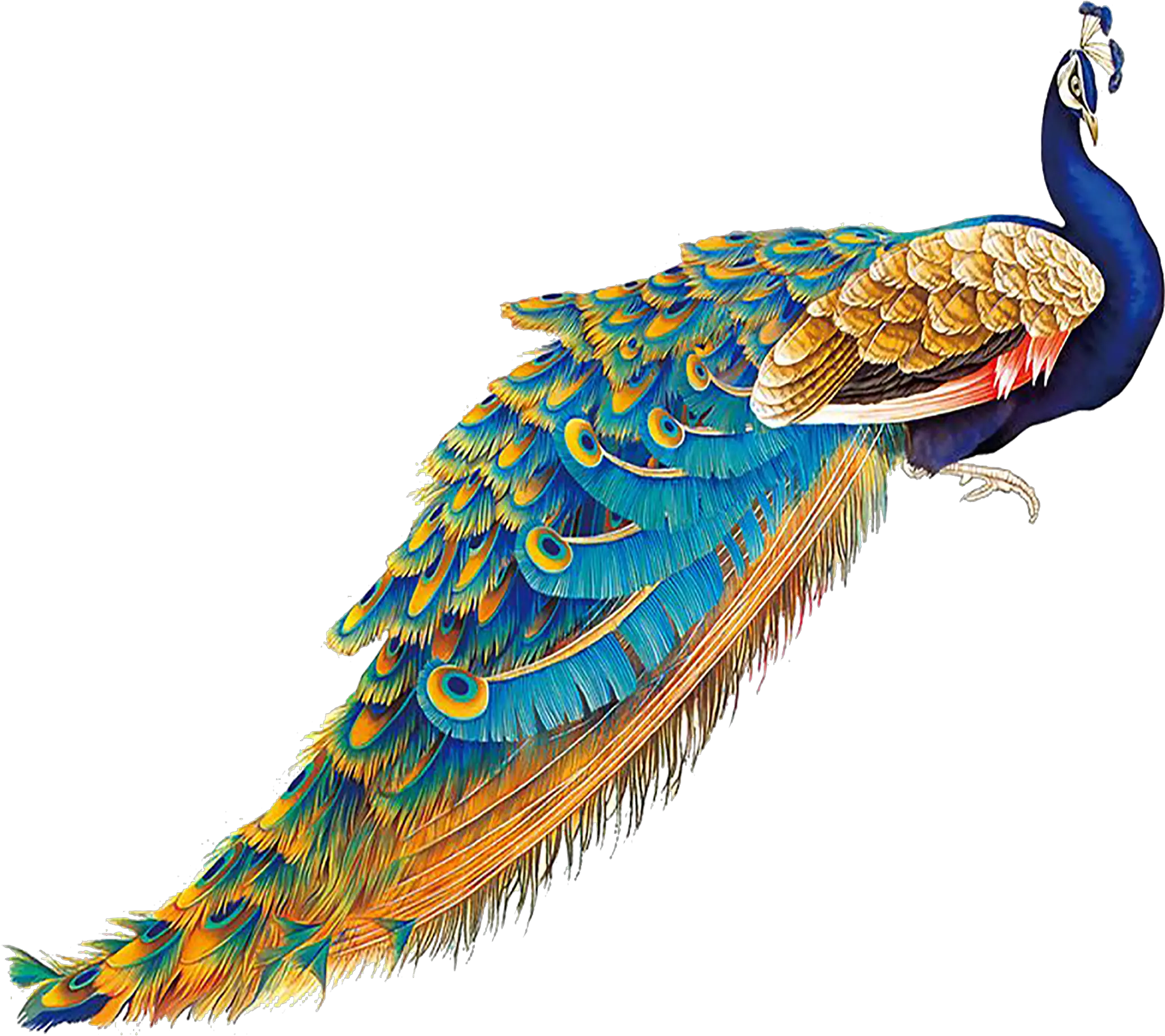 Peacock Png