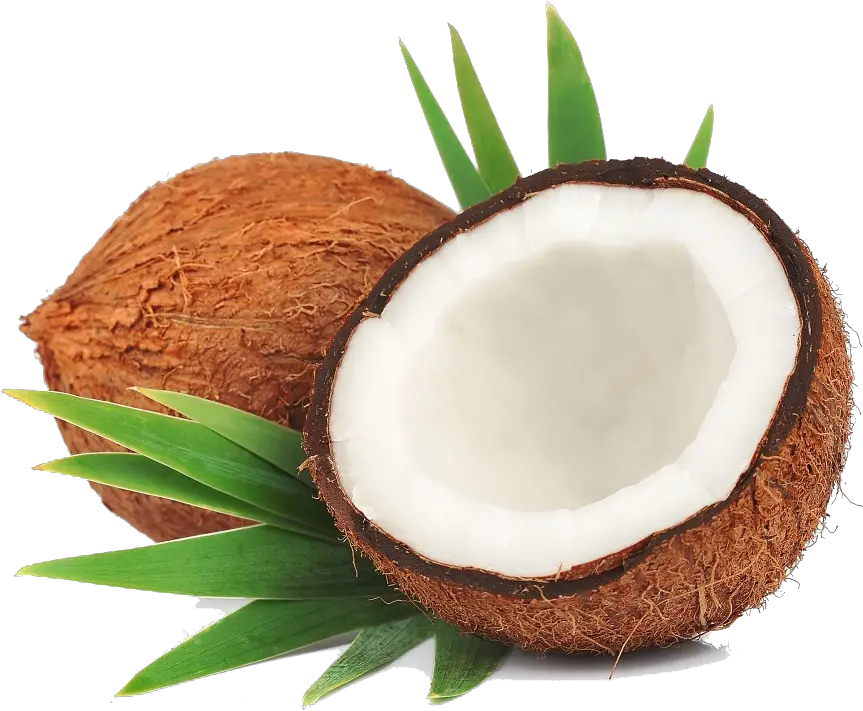 Coconut Transparent File Transparent Background Coconut Png