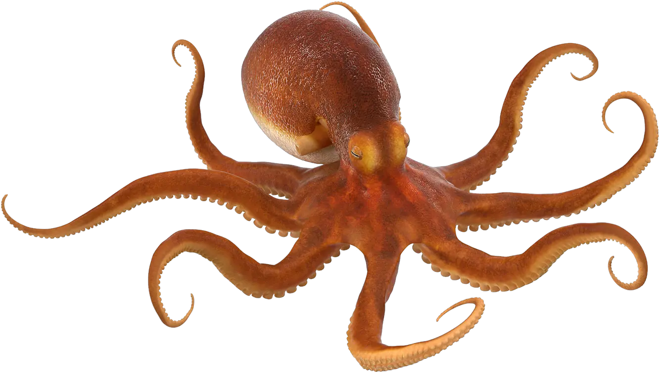 Octopus Png