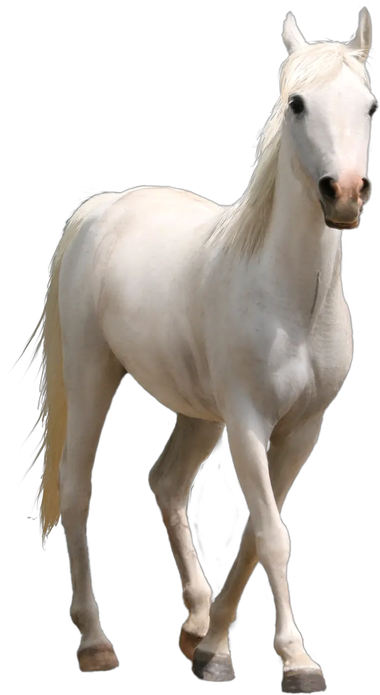 Transparent Horse Png File Real White Horse Png