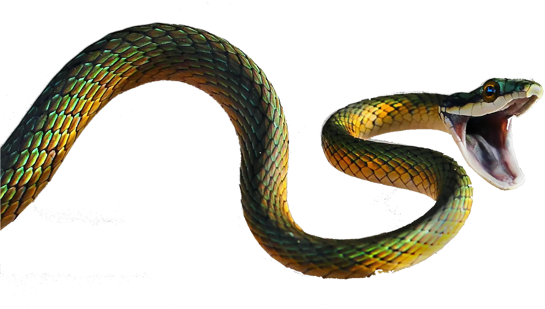 Transparent Viper Snake Png 5d Snake