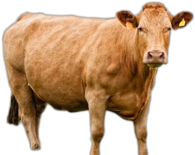 Cow Png Image Kupon Pembagian Daging Kurban