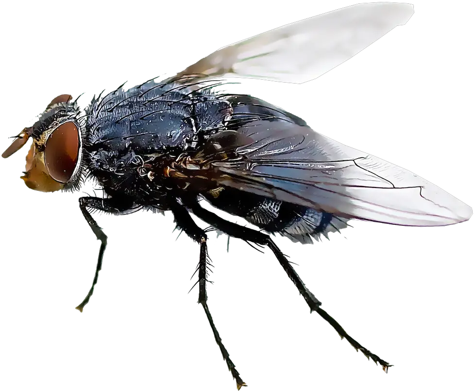 Black Fly Insect Mosquito Housefly House Fly Flies Transparent Background