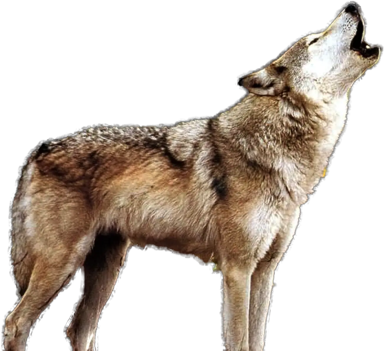 Howling Wolf Png Howling Wolf Transparent Background