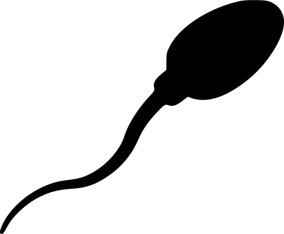 Sperm Sperm Vector Png