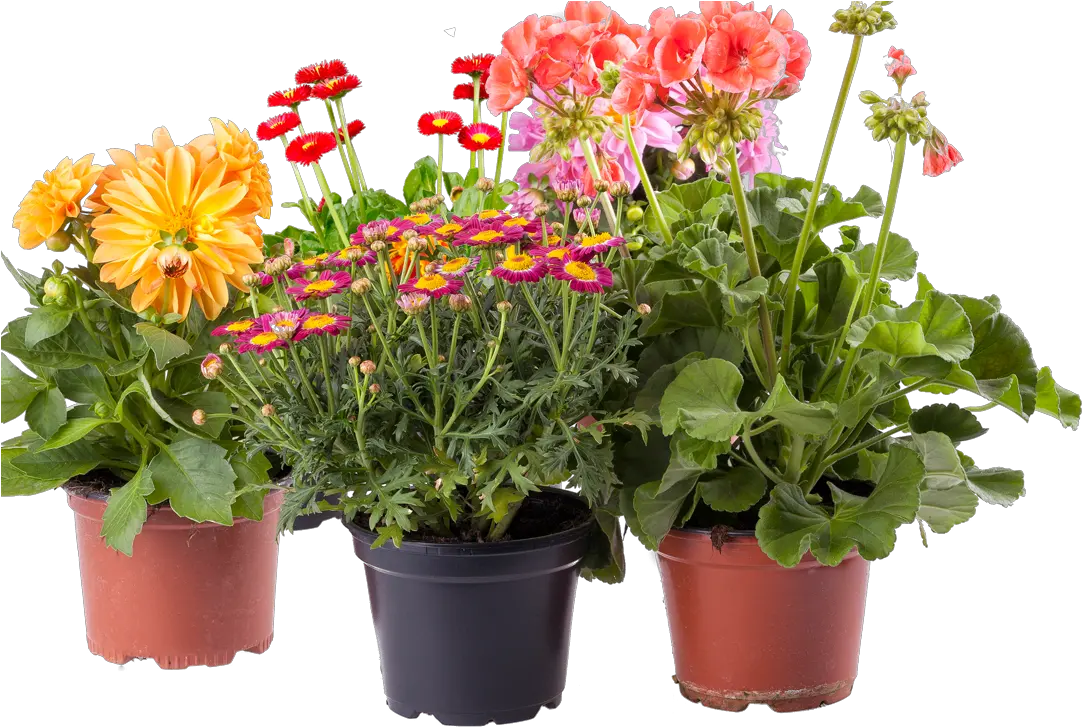 Transparent Potted Flower Clipart Flower Pots Images Png