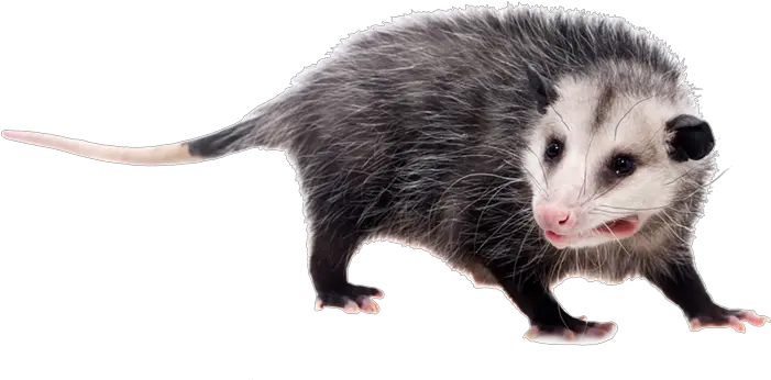 Opossums With White Background