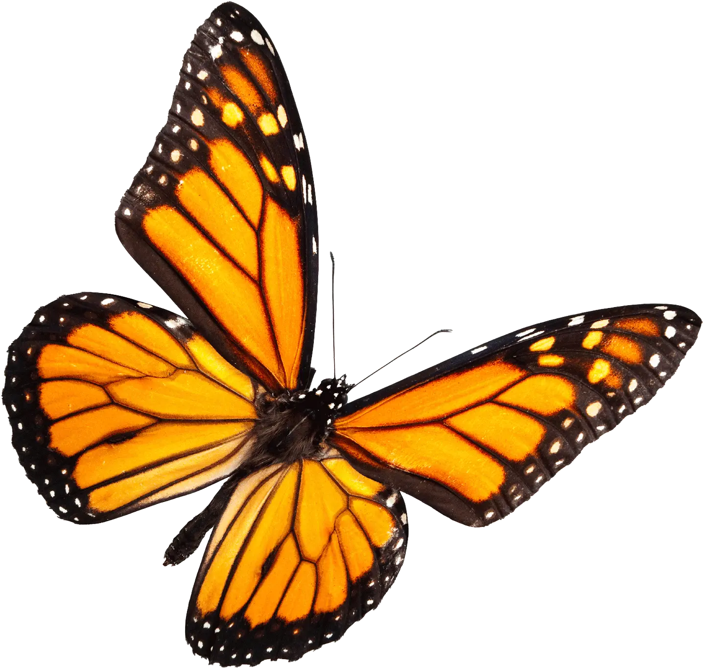 Thumb Image Real Yellow Butterfly Png