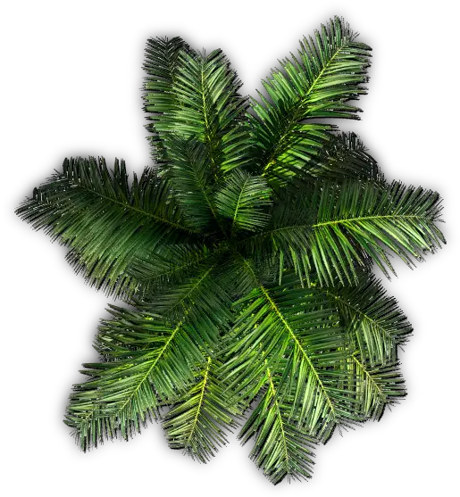 Top View Palm Trees Png