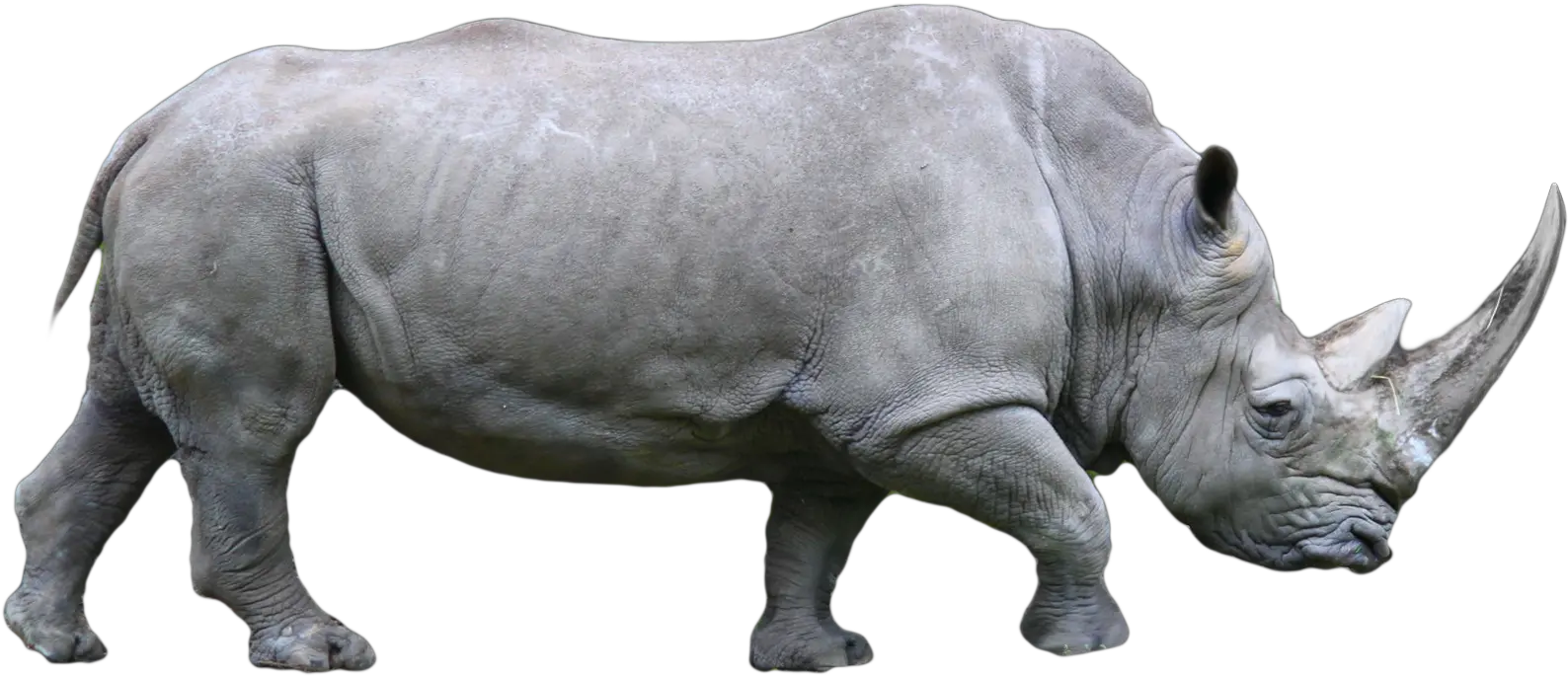 Rhino Png Images Free Download