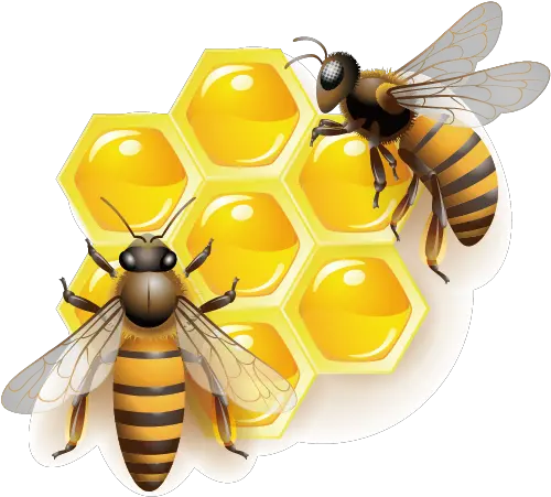 Honey Bee Clip Art Transparent Background Honey Bee Clipart