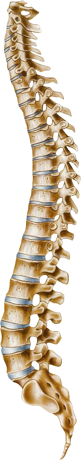Spine Transparent Background