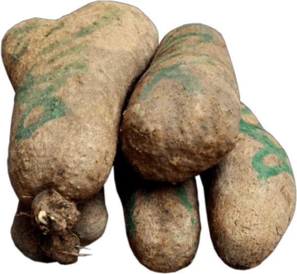 Yam Tuber Png