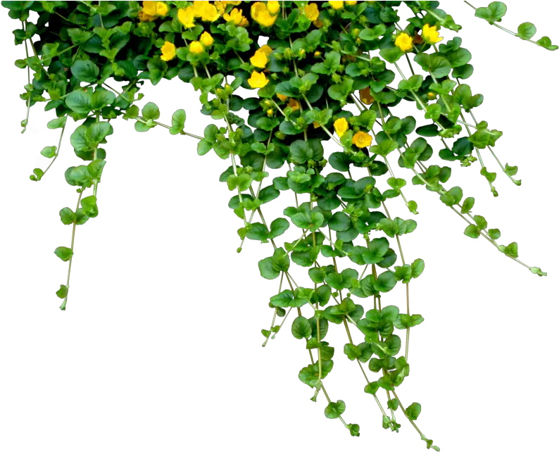 plant tree nature hanging Plant creeper creepers Plant Png