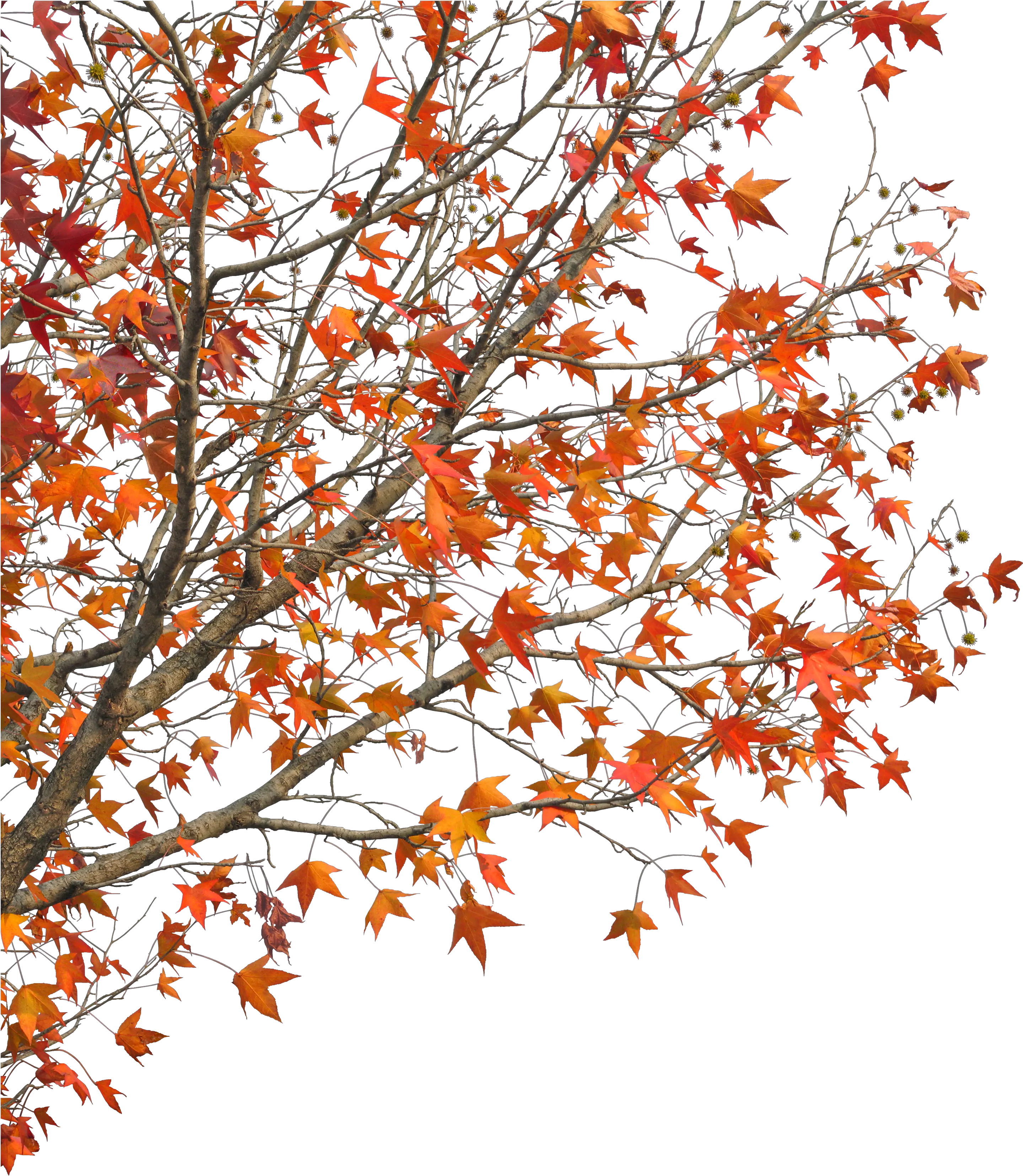 Clip Art Demaotang Maple Hotel Red Autumn Tree Autumn Branches Transparent Png