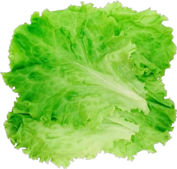 Hamburger Lettuce