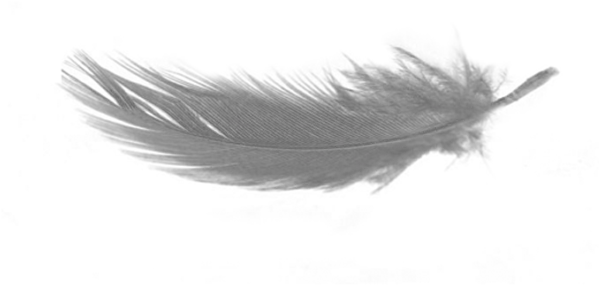 Transparent Background Down Feather Png