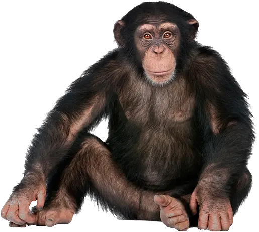 Monkey Png