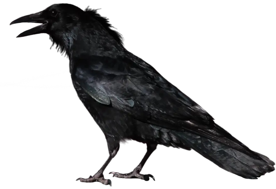 Crow Png Transparent Image Transparent Background Crow Png