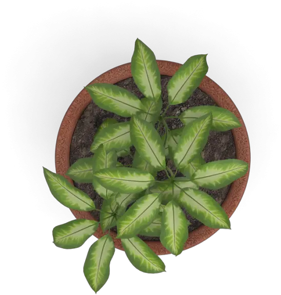 Plant Top View Png Vector