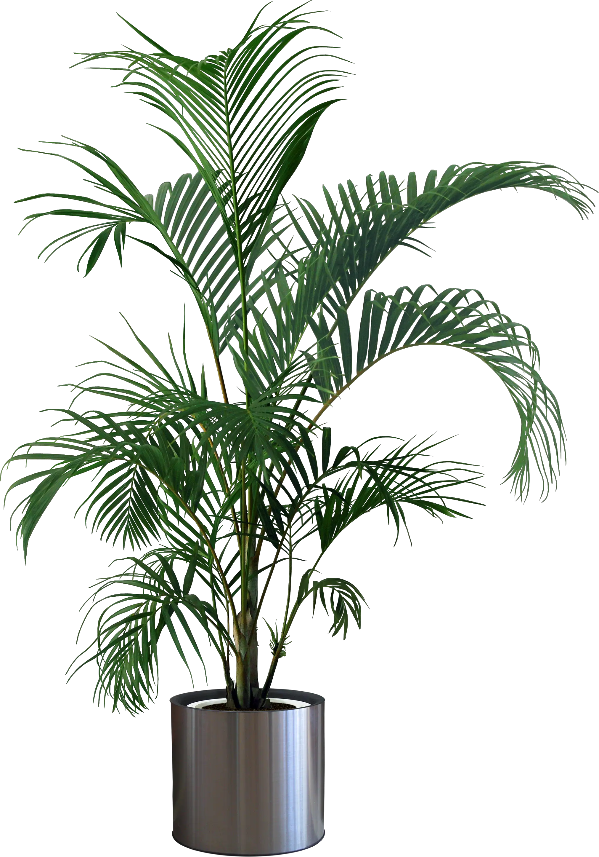 Plants Plant Flowerpot Gardening Houseplant Indoor Transparent Background Potted Plant Png