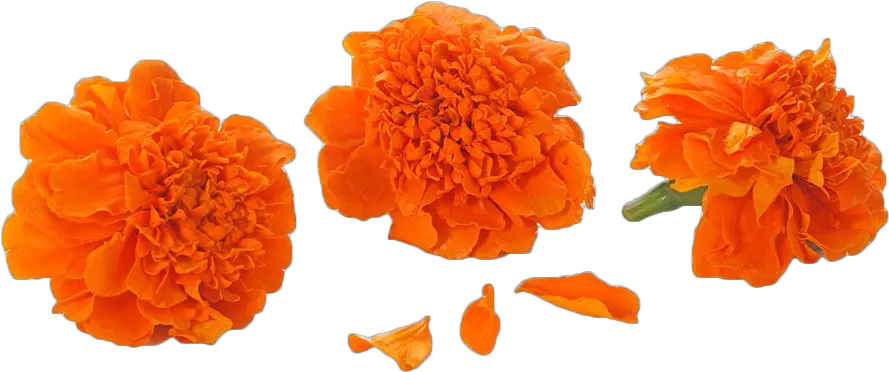Marigold Flowers In Png