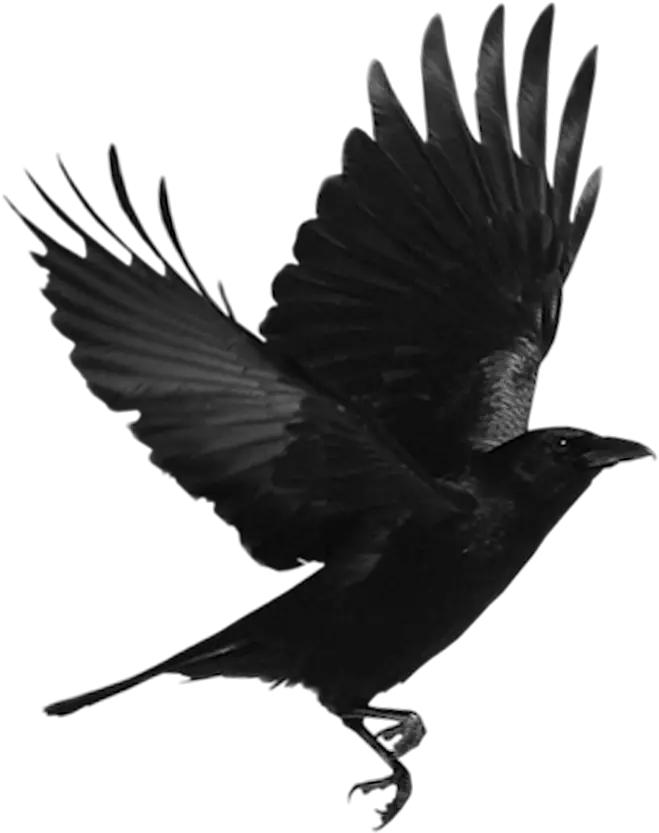 Black Bird Png Download Flying Crow