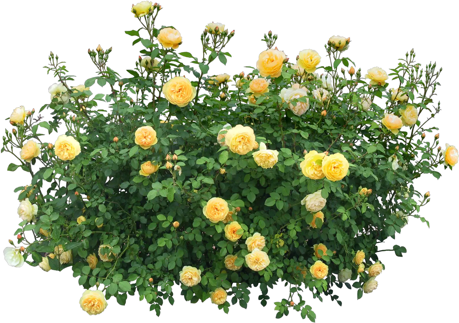 Shrub Flowering Plant Rose Flower Plants Png