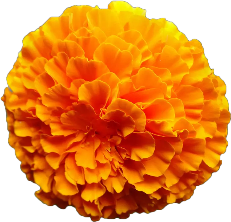 Clip Art Marigold Watercolor Zendu Flower Toran Png
