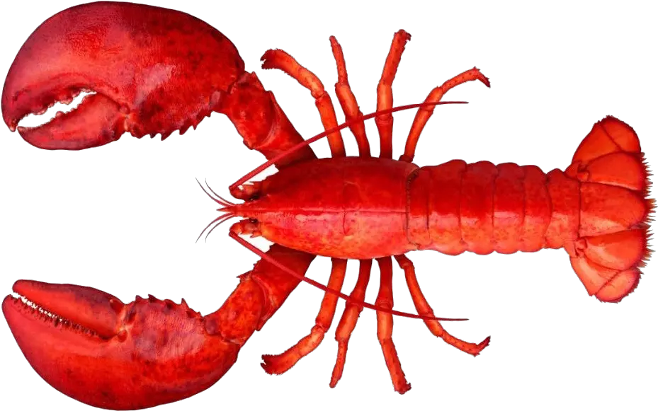 Lobster Png Clipart Lobster Png