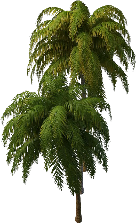 Transparent Tropical Tree Png Tropical Tree Png