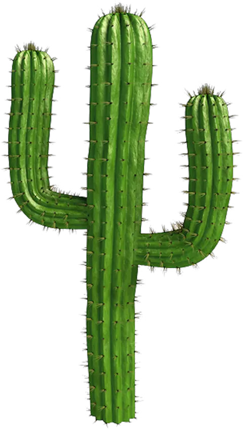Saguaro Cactus Vector Cactus Png