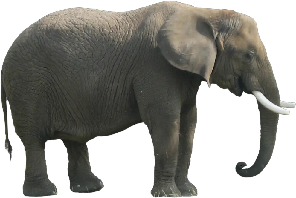 Download Elephant Png Clipart Body Parts Of An Elephant
