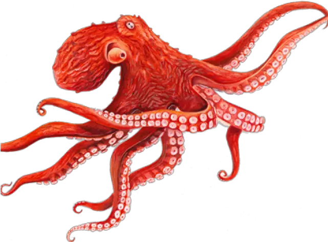 Octopus Png Transparent Images Octopus Transparent Background