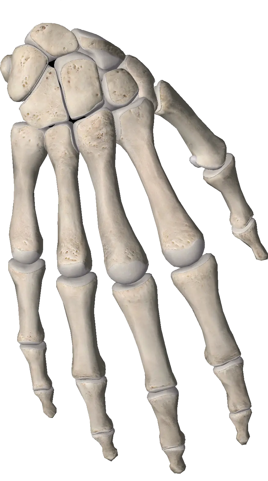 bone bones phalanges fingers hand hands skeleton Bone