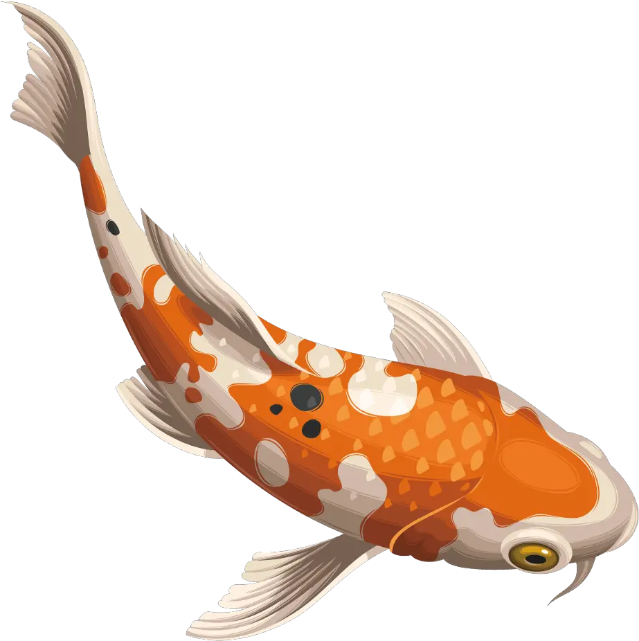 koifish koi fish Koi Fish Vector Png