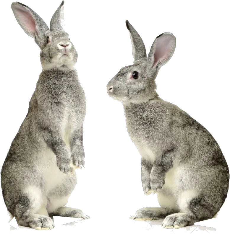 Rabbit Png Pic Rabbit Png