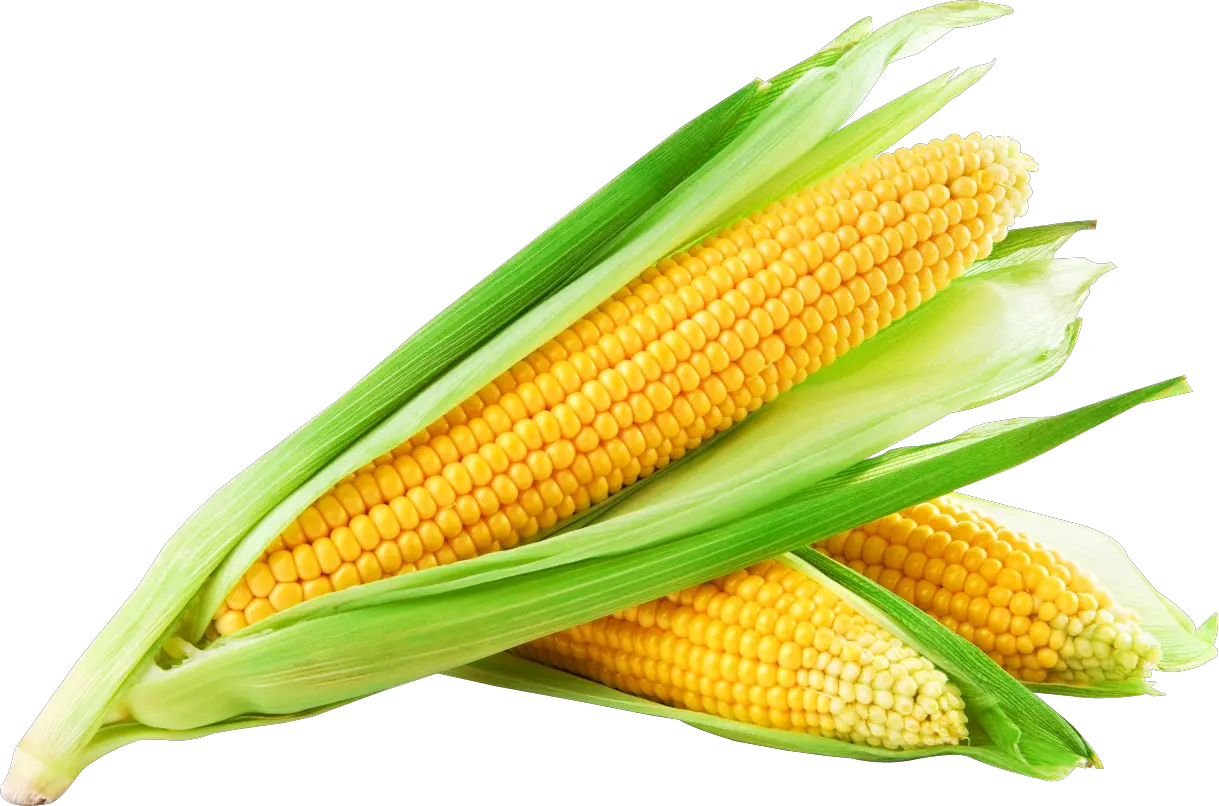 Corn Png Transparent Background Sweet Corn Hd