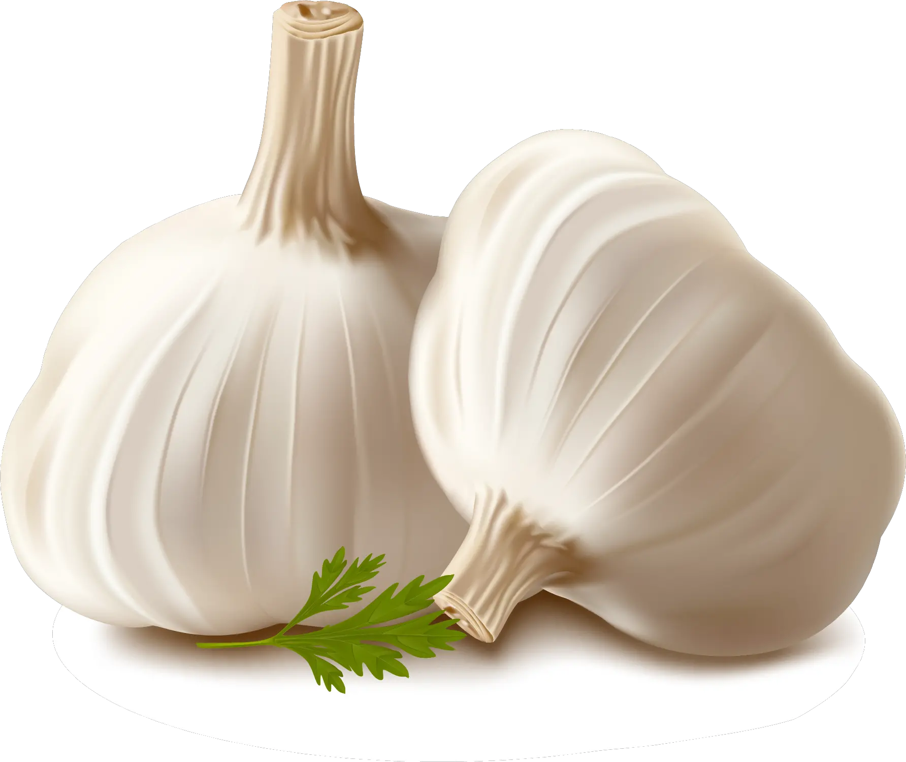 Garlic Vector