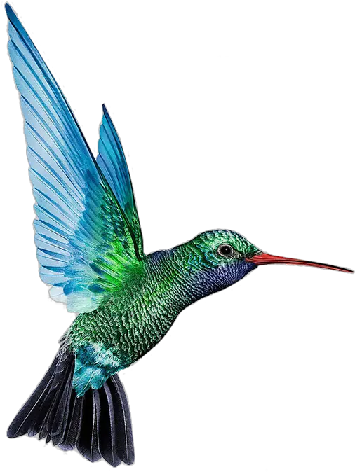 Transparent Hummingbird Png Humming Birds Png