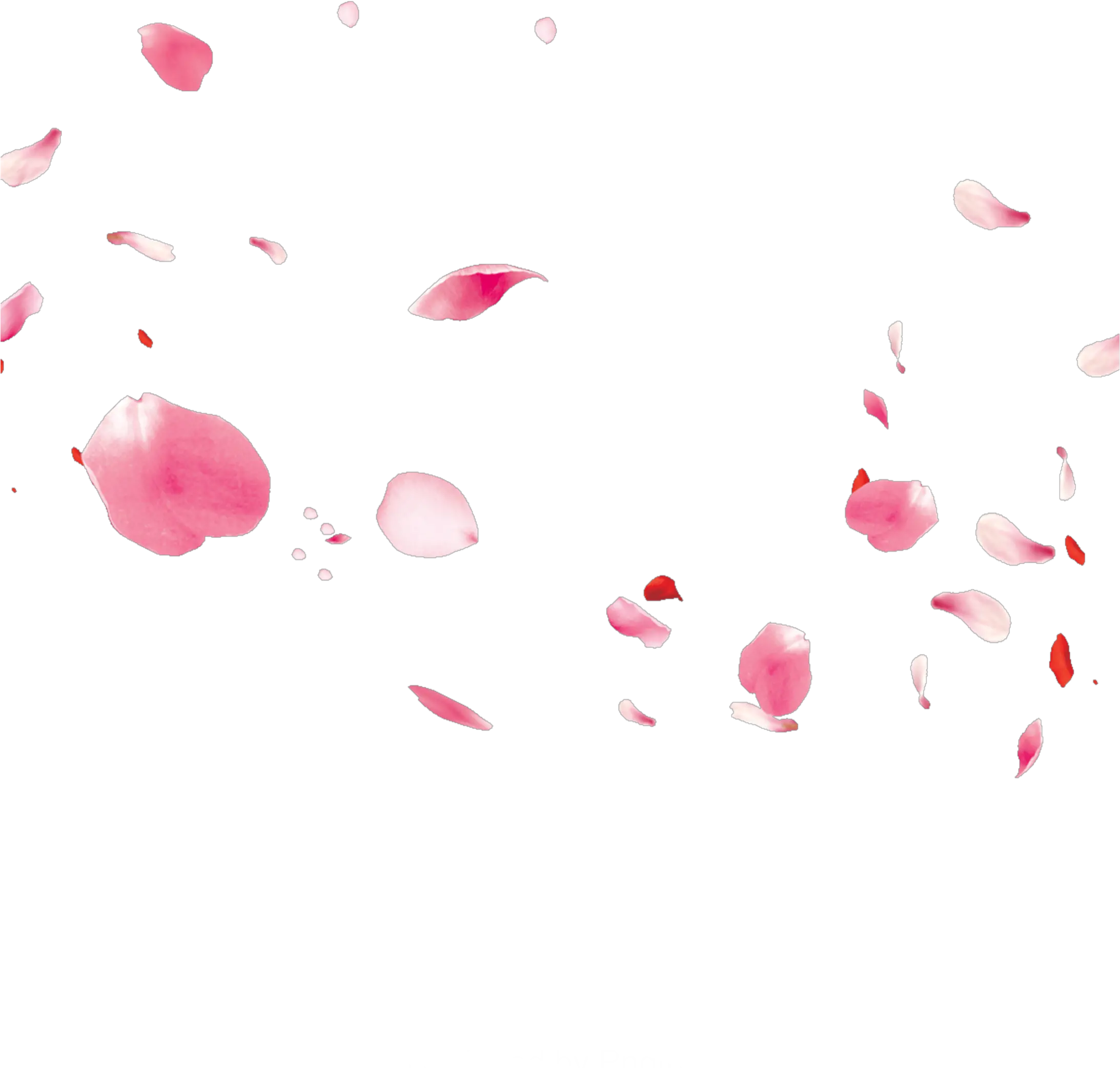 ftestickers flowers petals falling floating pink Illustration