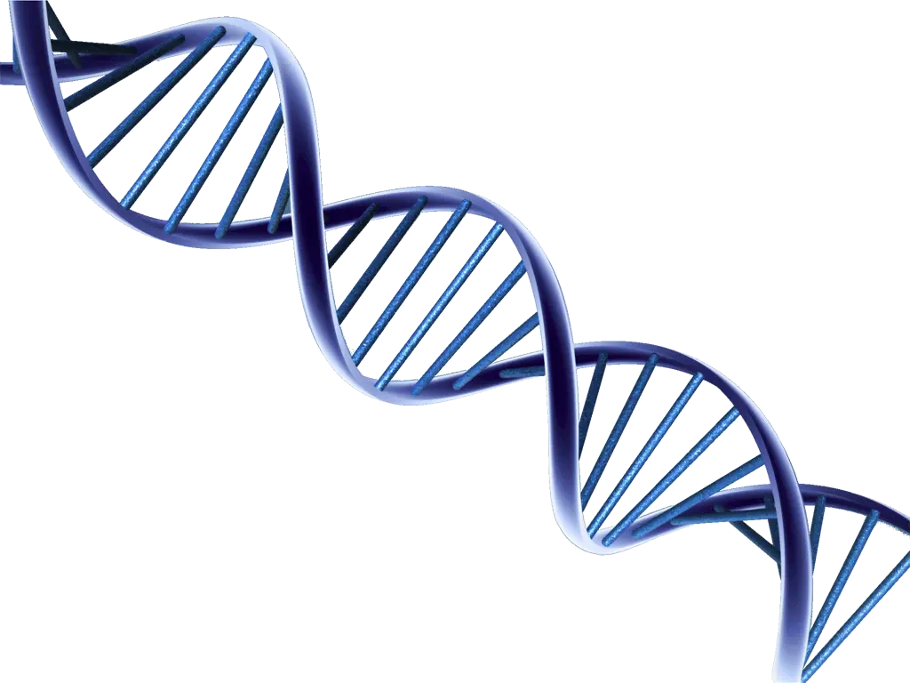 Dna Png