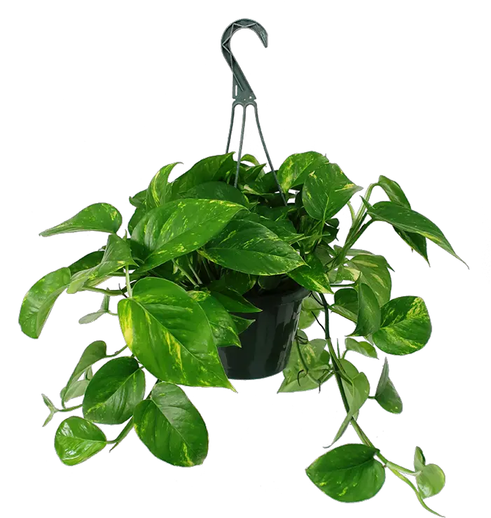 Golden Pothos Hanging Basket Hanging Pothos Transparent Transparent Background Hanging Plants Png