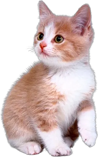 Cute Kitten Png Download Cute Kitten Png